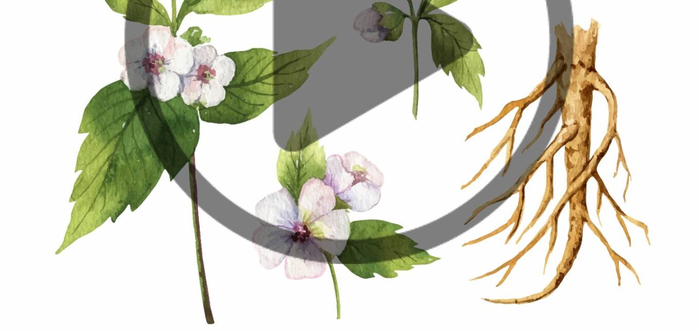 Ep. 91 Heirlooms and Herbals: Marshmallow – Mother Earth News - Vimarsana News